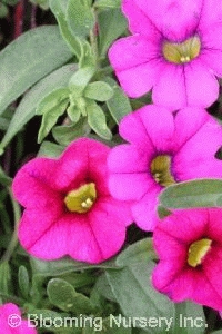 Calibrachoa 'Superbells Trailing Rose' 